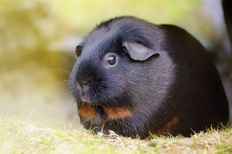 A 1-5 years old guinea pig now black in color