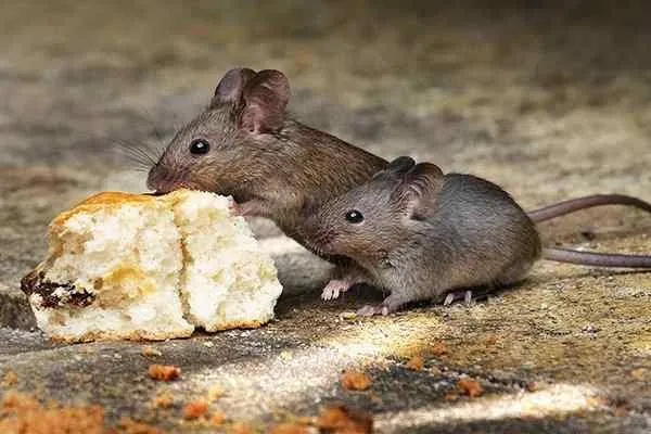A female mouse eating bread with her little baby.