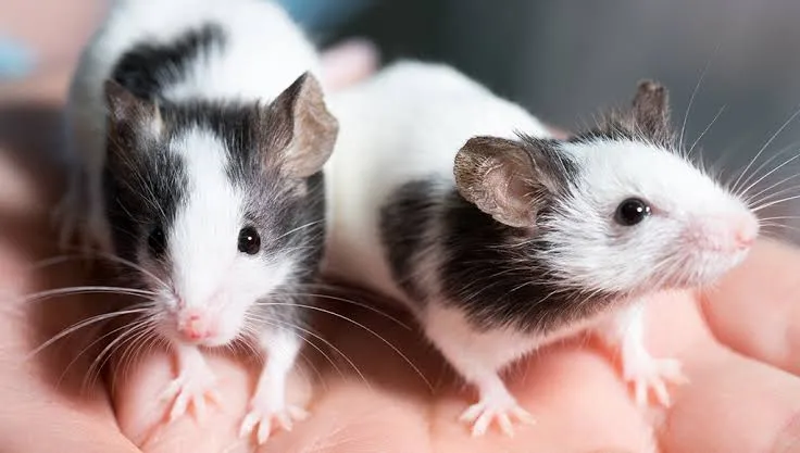 A picture of two small and delicate pet mice.
