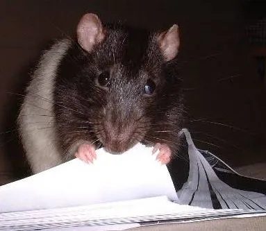 A pet mice in a bedroom chewing papers