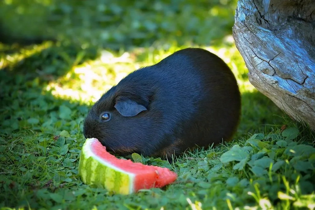 A Guinea Pig Eating A Slice Of Watermelon