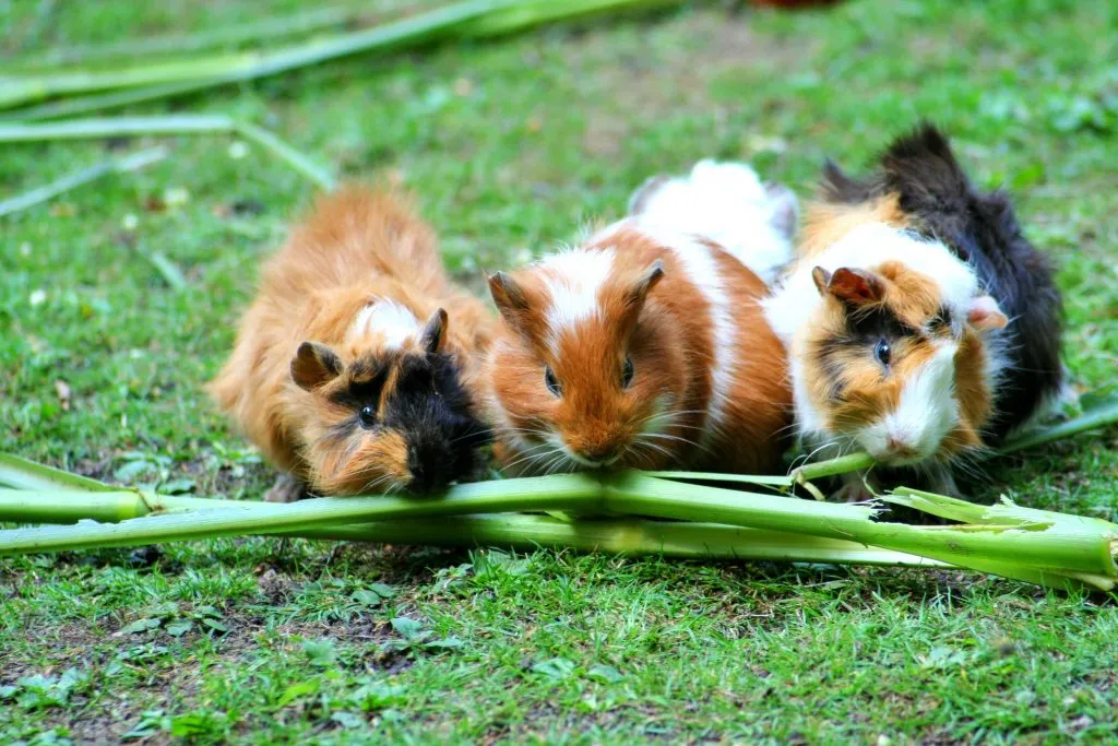 A picture of three cute guinea pigs