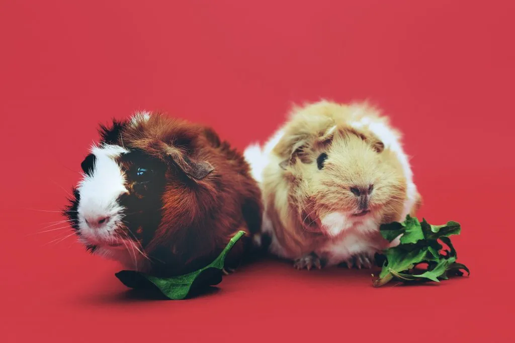 A picture showing guinea pigs love grass