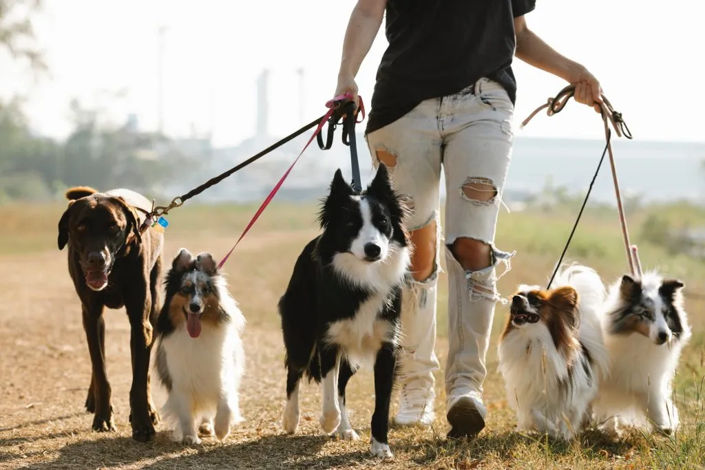 A picture of a dog owner taking his dogs out for a walk
