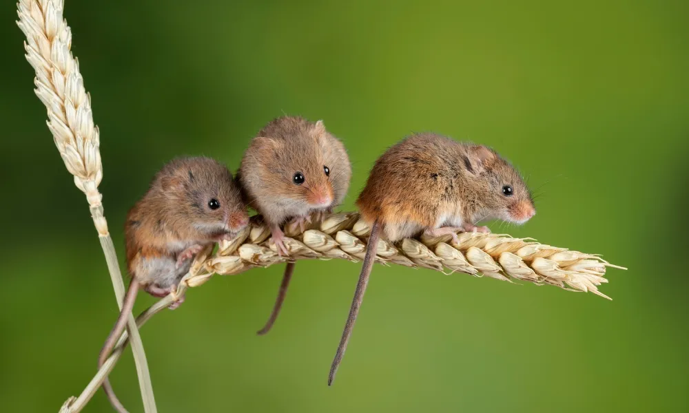mice travel in