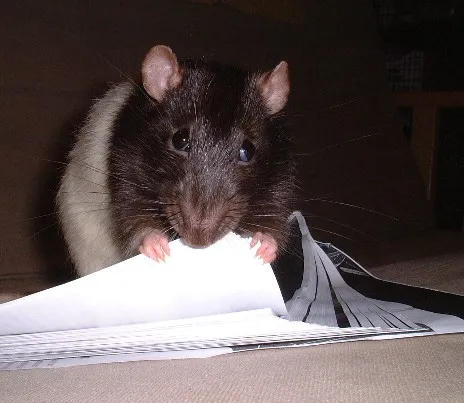 Cute mouse eating paper