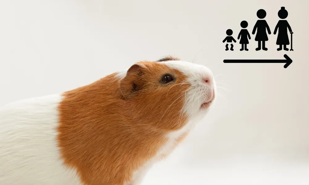 Calculate guinea pig age in human years (equivalence)