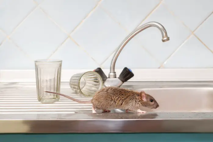 A picture of a mouse climbing down a kitchen counter.