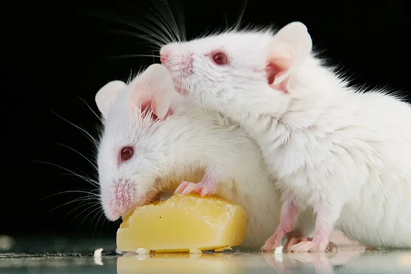 An image of mice eating soap