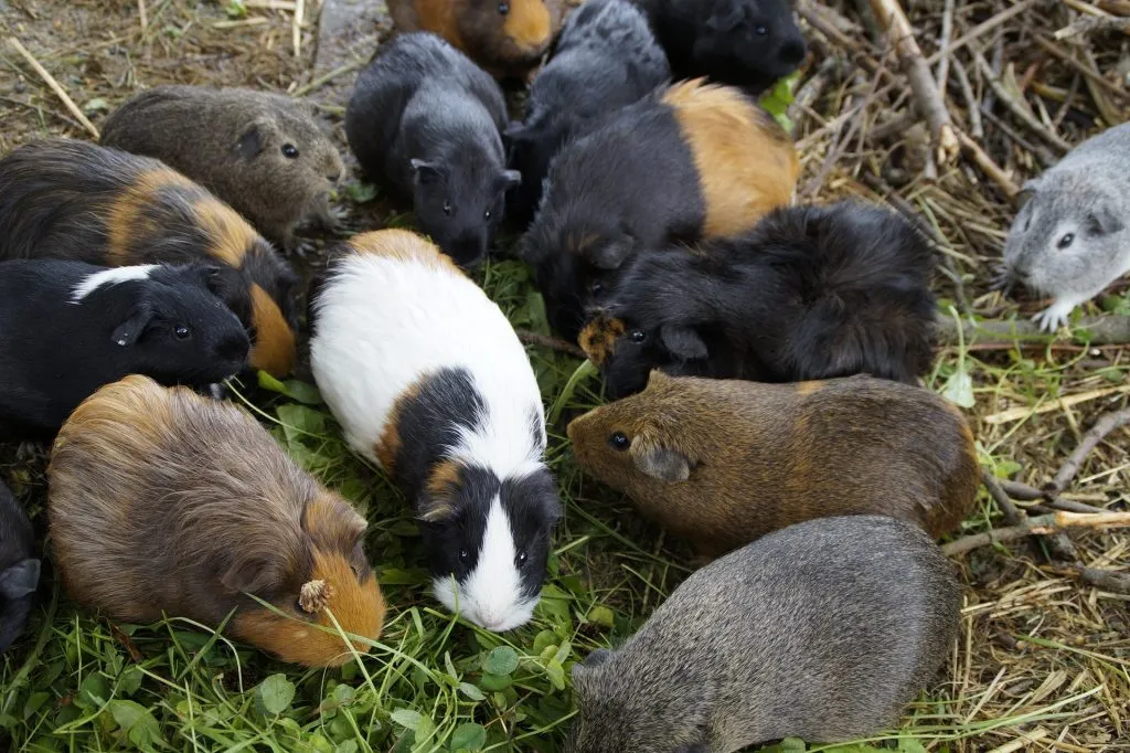A Herd Of Guinea Pigs Socializing