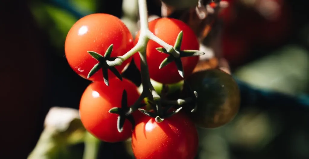 Red Tomatoes Hanging from the Mother Plant