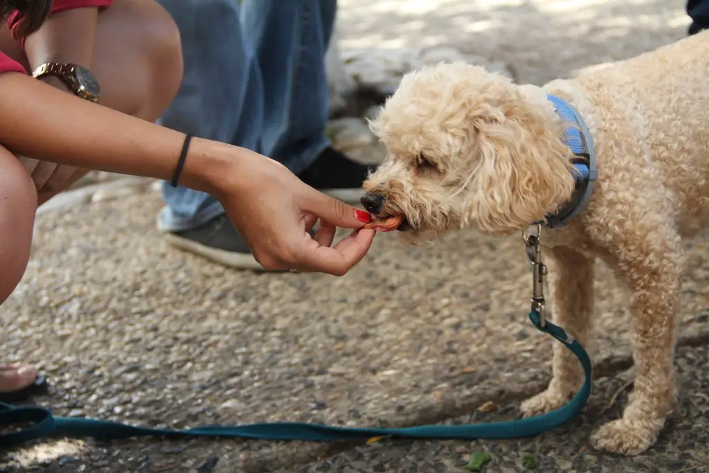 A Pet Dog Being Offered a Treat