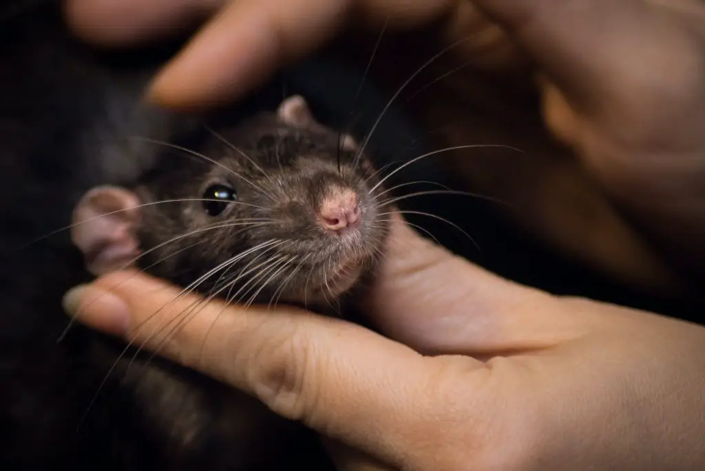 A Pet Rat Being Held By Its Owner