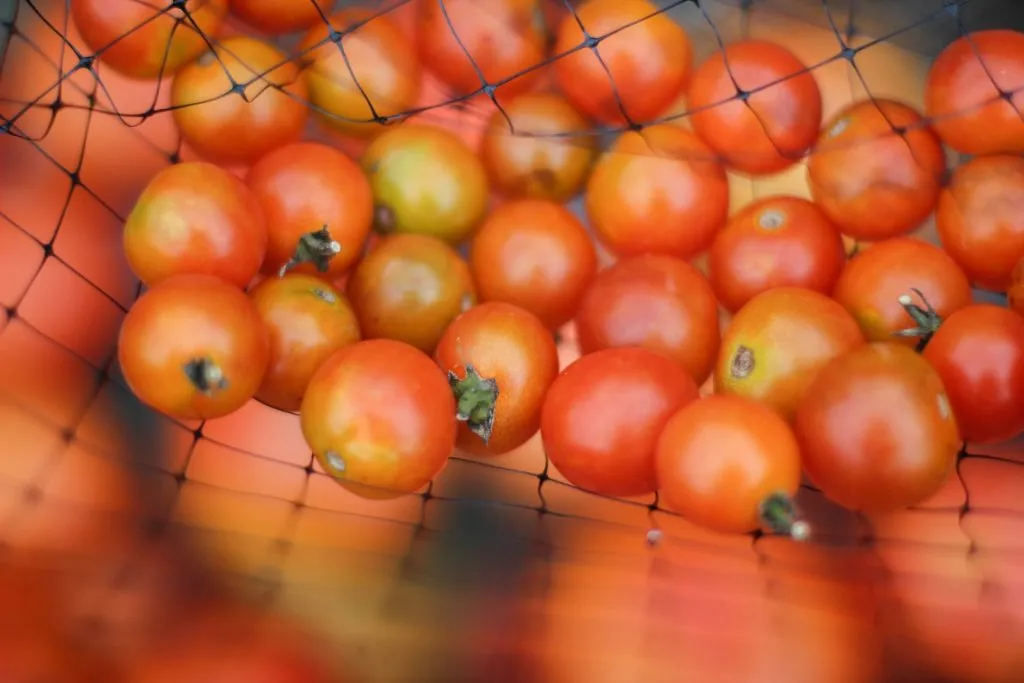 Red Tomatoes On a Net