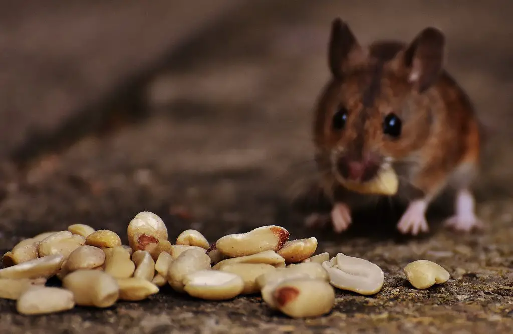 A mouse eating groundnuts