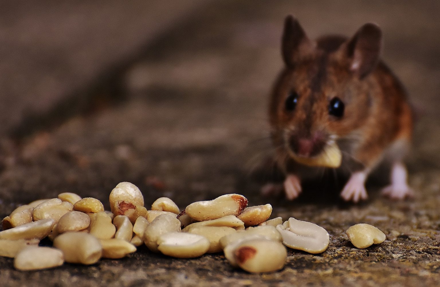 Can Mice Go Inside the Microwave? (7 Facts You Should Know!)