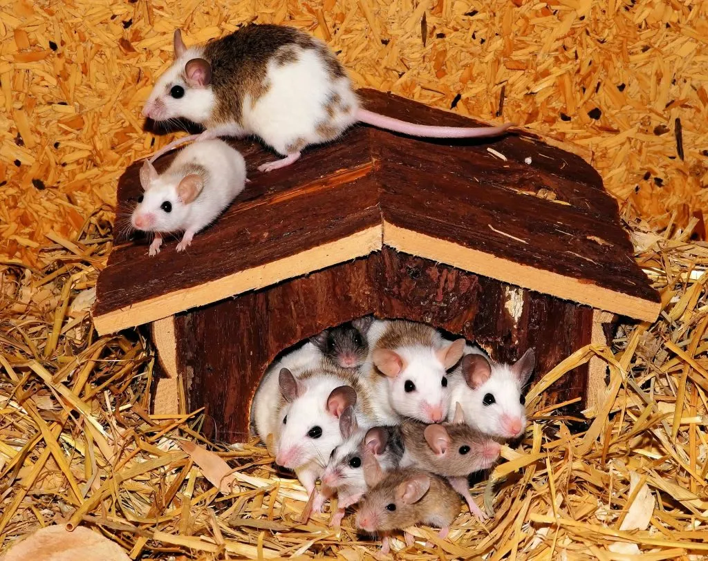 A nest of mice in a small shelther